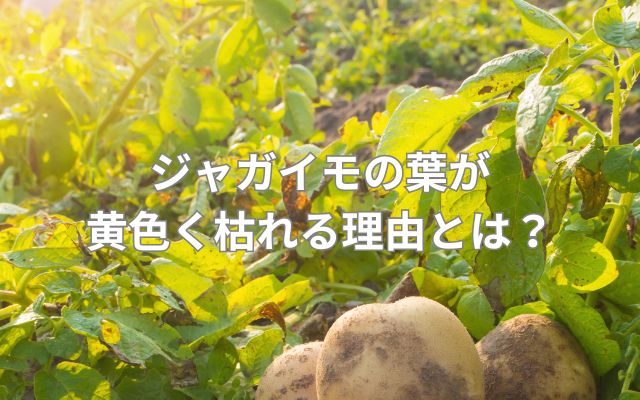ジャガイモの葉が黄色くなってきて、元気がありません。病気で 園芸相談Q＆Aみんなの趣味の園芸