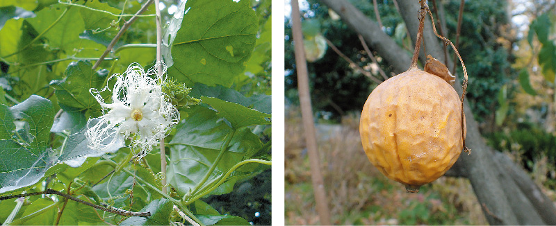 リュウキュウカラスウリの中身 - 自然の詩 TOKUNOSHIMA
