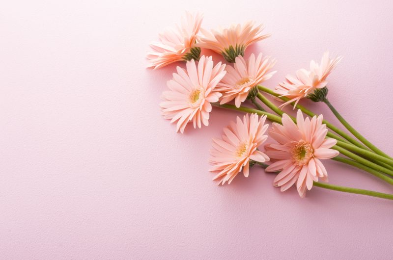 ガーベラ100本の花束です🌼 バラでは100本の花束はよく見ますが、ガーベラはなかなか珍しくないですか？プロポーズにお使いになるそうで、とっても可愛いですね！ 今回は黄色単色でしたが、ピンクやオレンジとミックスしても可愛くなりそうですね✨ガーベラ