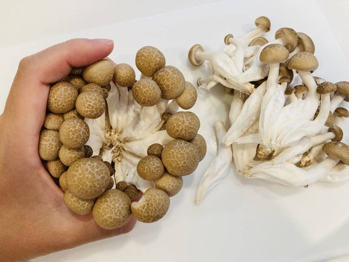 きのこは洗う？洗わない？旨みと風味を残す下処理方法PREZO プレゾ- 北海道のお取り寄せグルメと産直通販