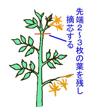 おいしいミニトマトを作るために剪定 せんてい はとても大切🍅 夏の収穫に向けて、今の時期にやりましょう💪ミニトマトミニトマト栽培家庭菜園家庭菜園初心者