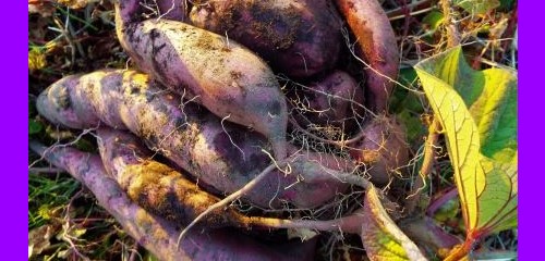 谷根千21号 町が人を呼び、人が人を呼んだ 田端人- ”芋蔓式”交友録 - 谷根千ねっと