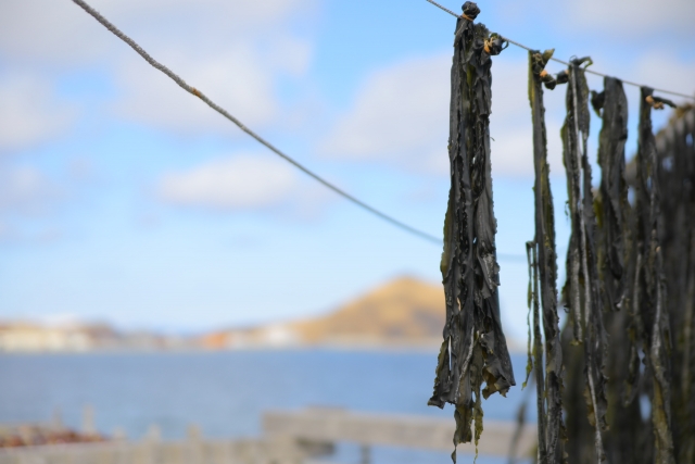 海の中でコンブから出汁がでないのはなぜ？知って得する！川田一輝のお魚あれこれNo.88WEBマガジン HEAT