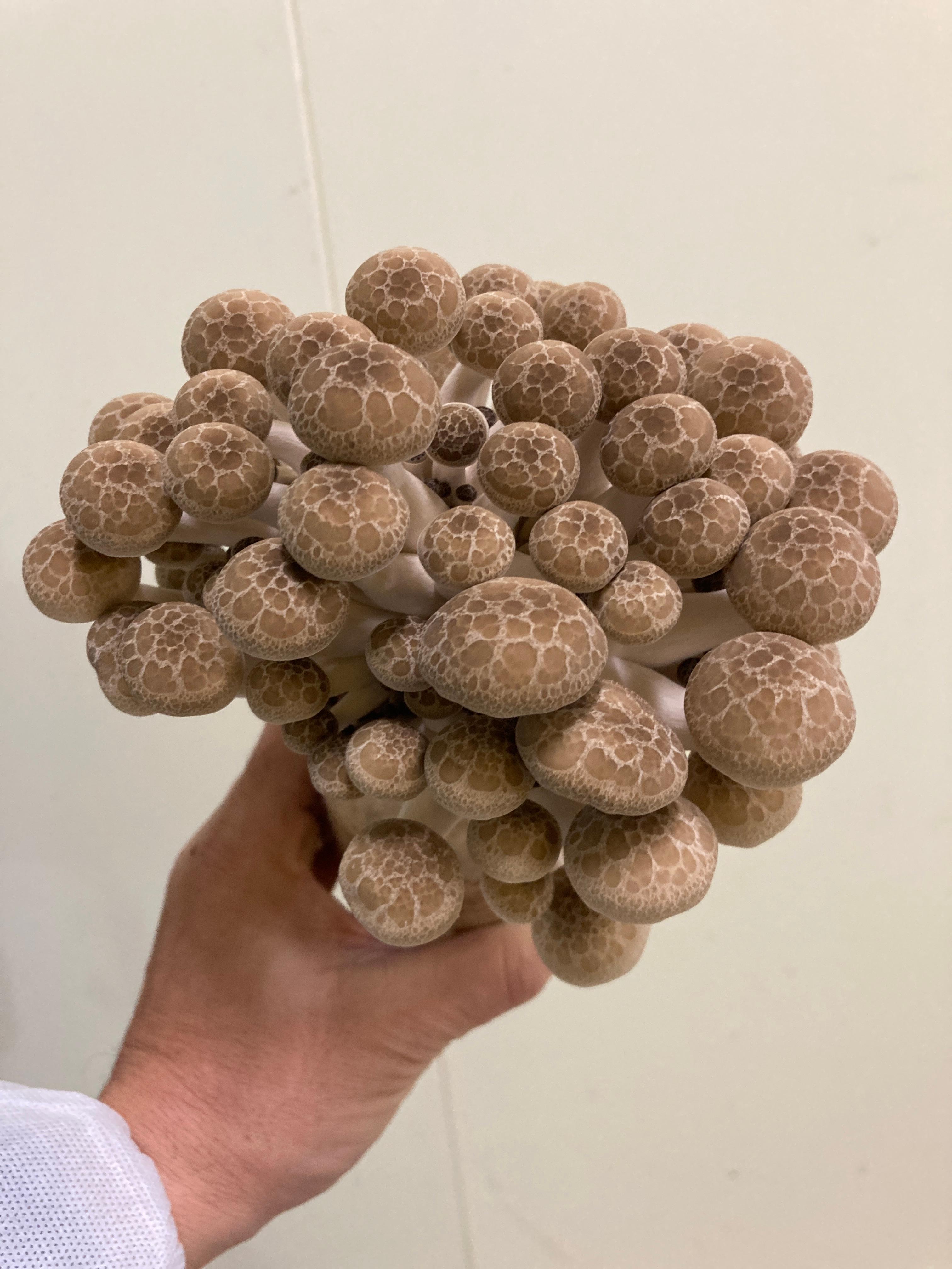 料理の主役を張れる旨味が強いぶなしめじ！秘密は培地と水にあり 久保産業フードファン！FOOD FUN