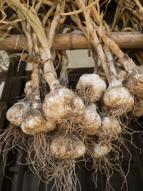 にんにくの収穫と乾燥についてごん坊や
