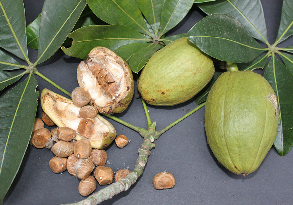 パキラ カイエンナッツ: ハワイ島の空の下