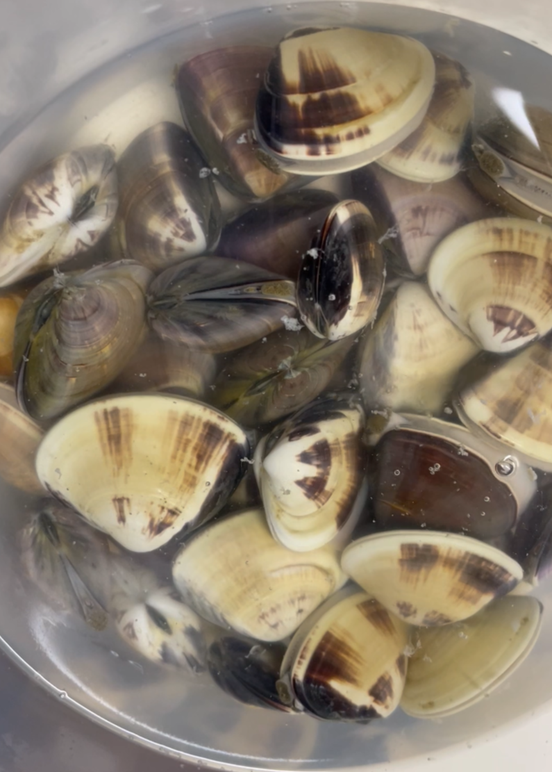 ハマグリの砂抜き