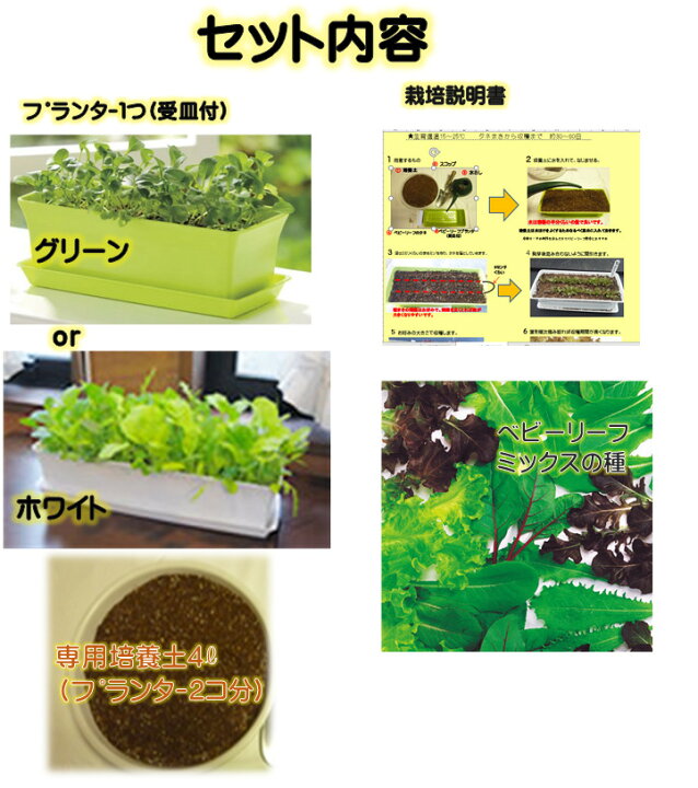 ベビーリーフ・サラダリーフの種 たねベビーリーフを栽培したい方にカルセラSHOP