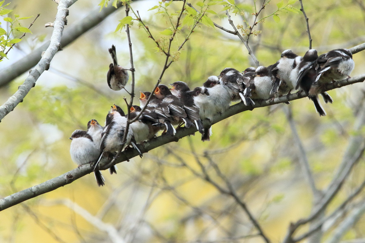 ぎゅうぎゅうエナガ団子羊毛フェルト Lamb's Ear ブログ