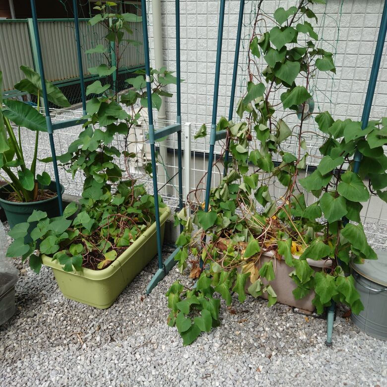 さつまいものつる返しと革新甘藷作法の管理 - よっしーの少量多品種で楽しむ家庭菜園