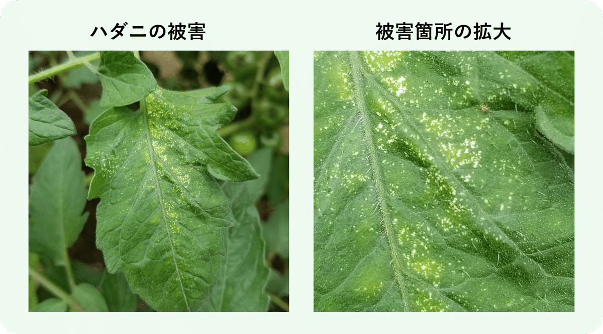 野菜の葉に白い線が！葉を食べた虫の正体とは？ - アタマの中は花畑
