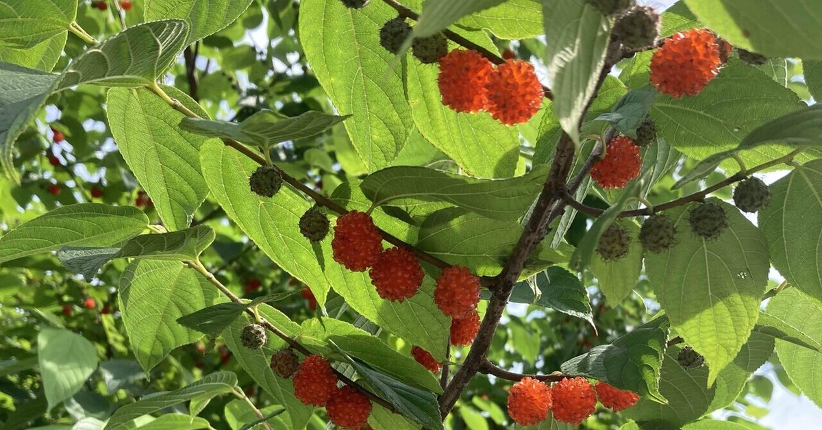 赤い実を食べる野鳥 : 暮らしの中で