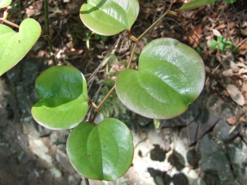 柏餅の葉っぱは、食べていいの？ところでこれって何の葉っぱ？お取り寄せ情報も！暮らしニスタ