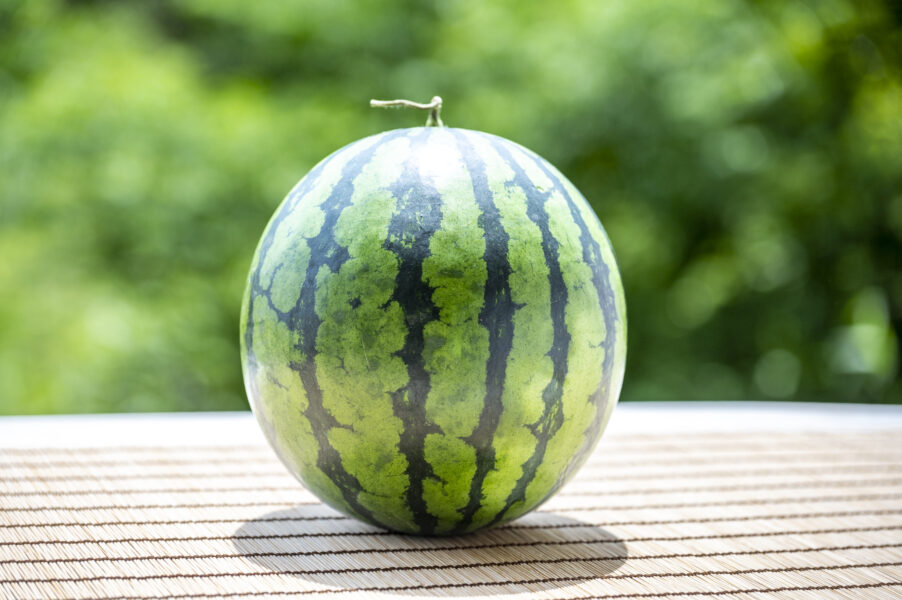 黄金の完熟すいか三浦市農協