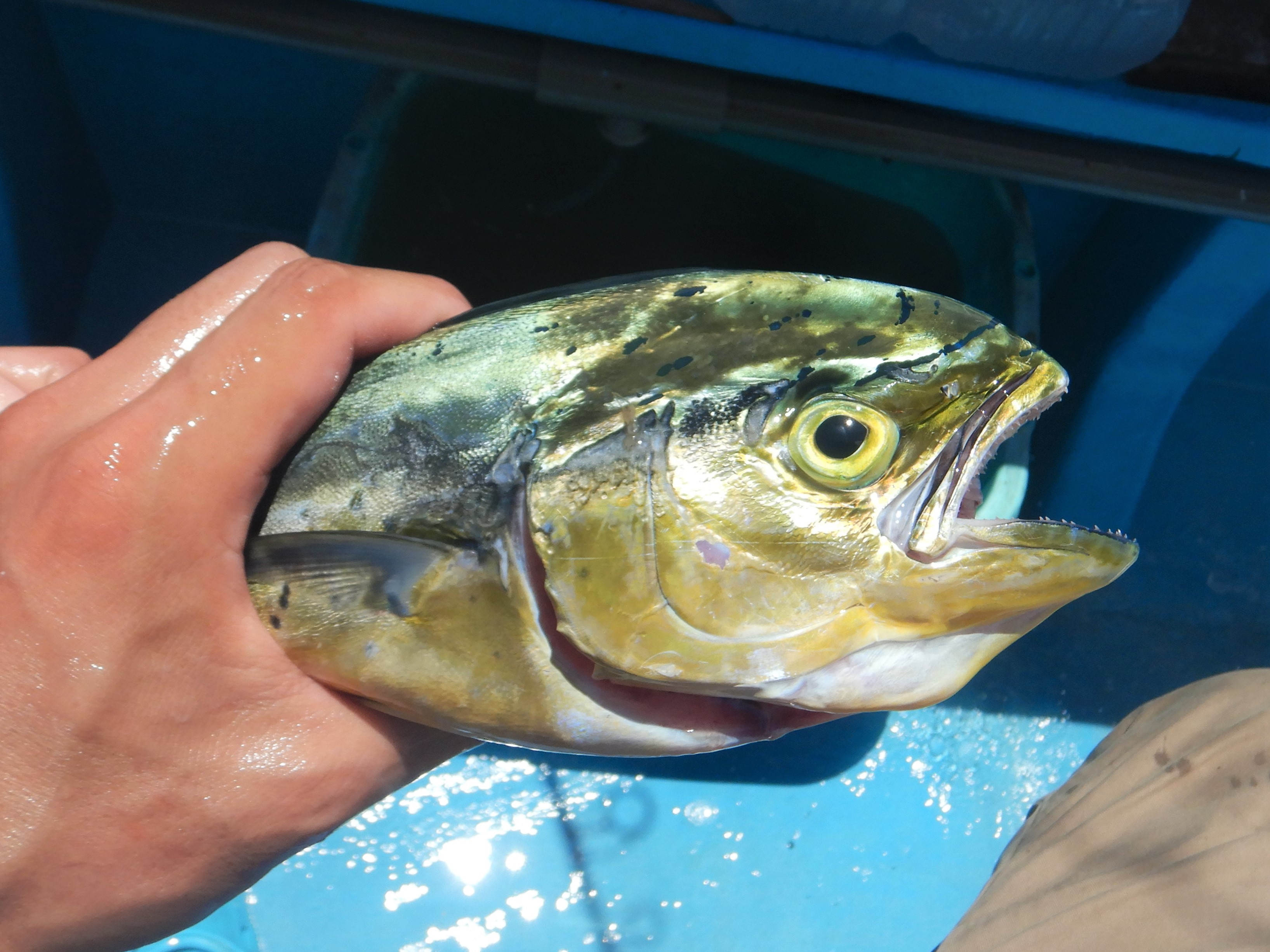 しいらの栄養成分表 食品番号：10179 食品成分表
