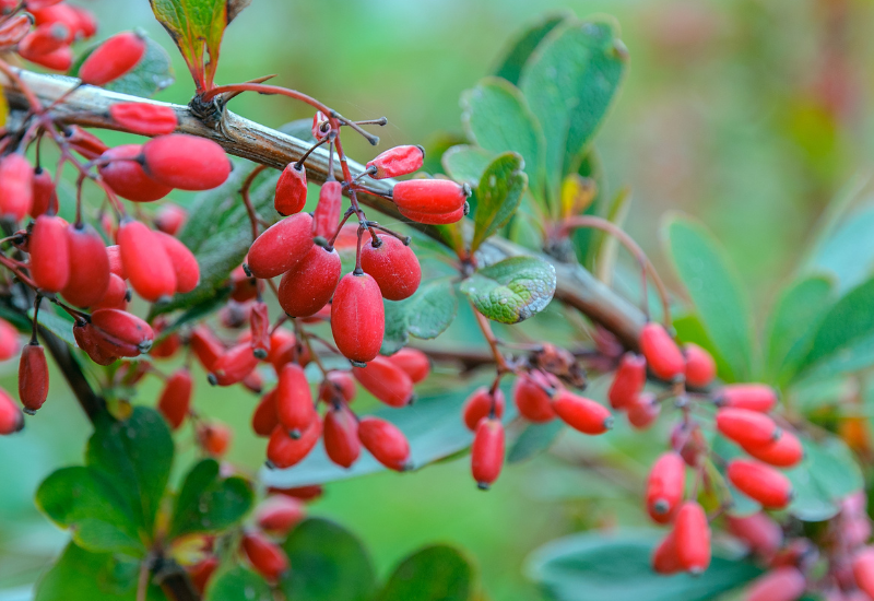 実のなる木図鑑食べられる実や木になる実の種類を季節ごとに紹介LOVEGREEN ラブグリーン