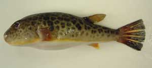 人になつきやすい！！かわいいフグを飼ってみよう！ - 熱帯魚・アクアリウム熱帯魚、アクアリウム情報マガジン