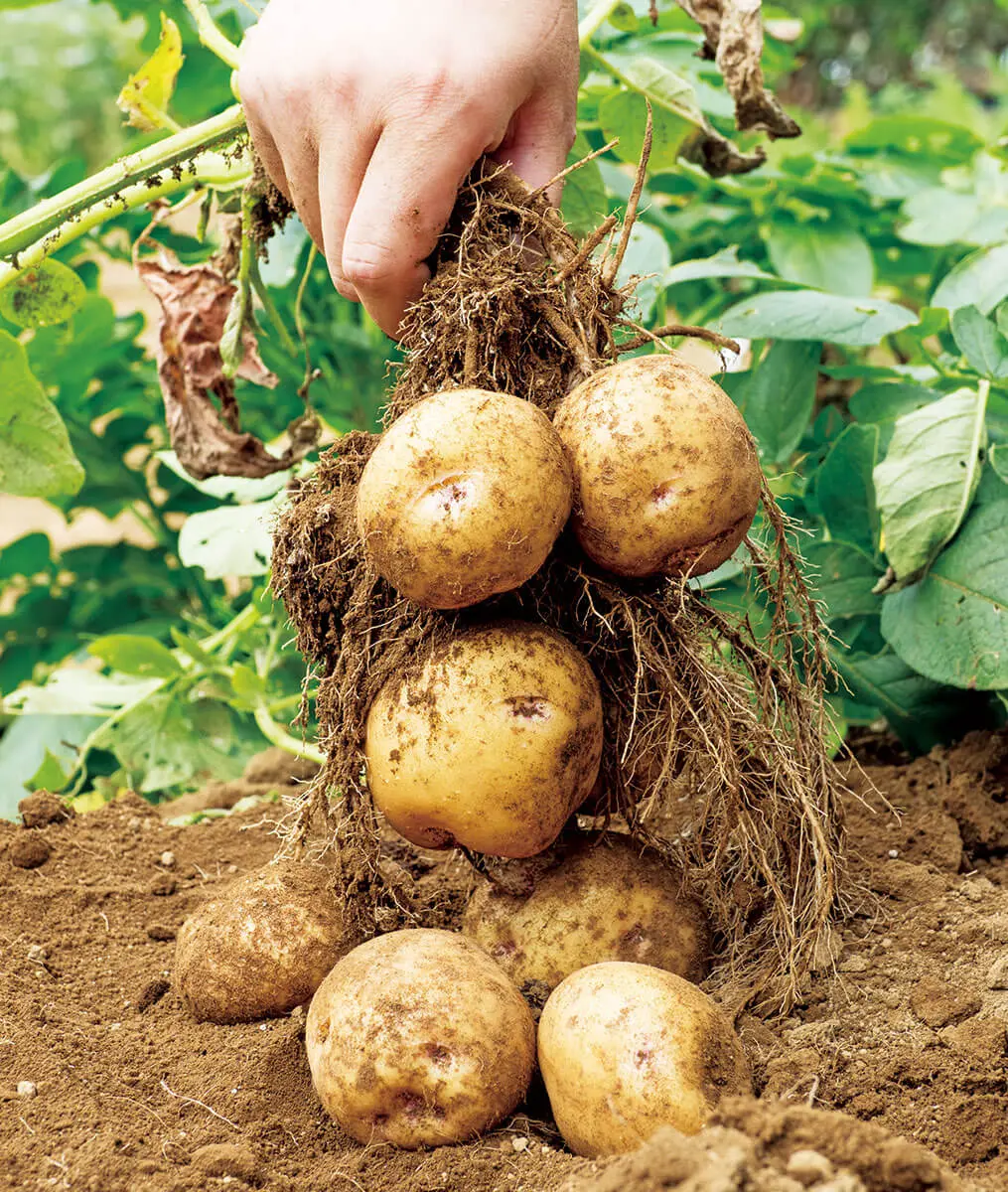 タキイのジャガイモ栽培マニュアル野菜栽培マニュアル調べるタキイ種苗株式会社