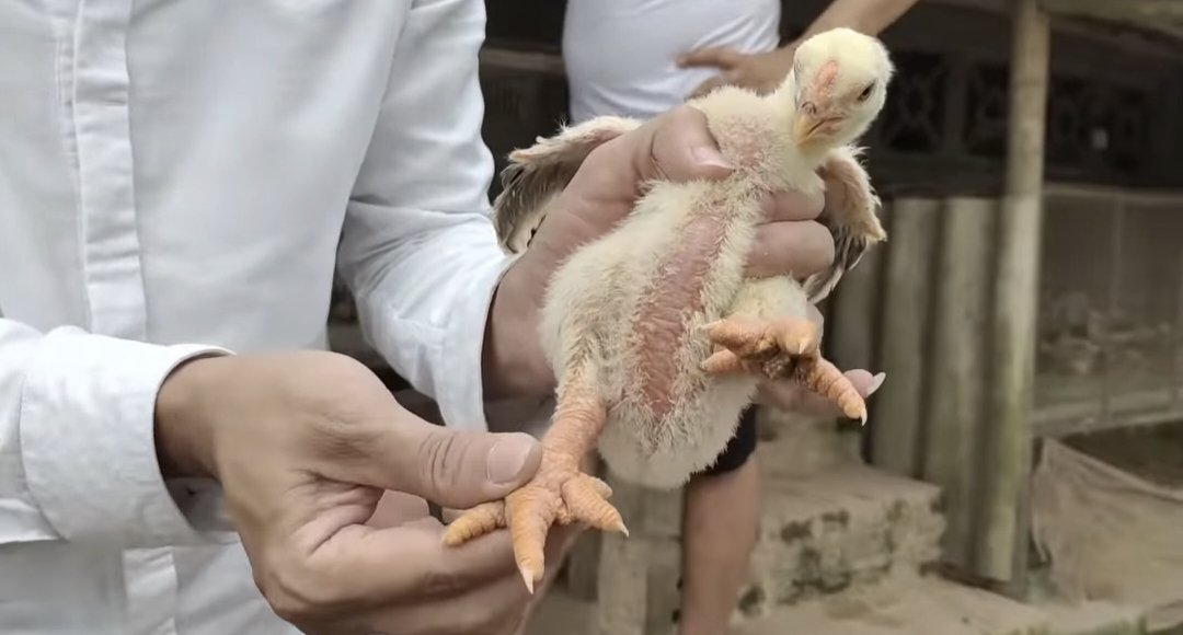 1羽3万円！？幻の「ドンタオ鶏」を食べにフンイェン省へ！ : ハノイでまったり生きてます ΦωΦ