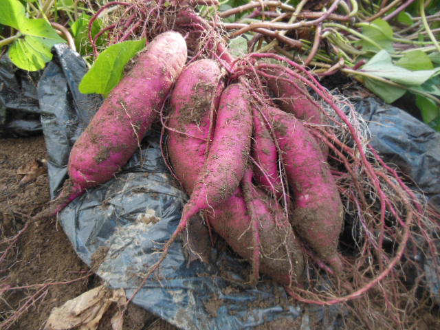 安納芋の収穫時期 旬 はいつごろなのか安納芋通販のむらさきまーと