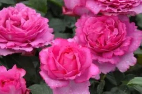 8月号 ハイブリッドティーローズの誕生によせて姫野ばら園八ヶ岳農場