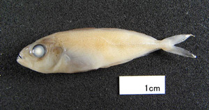 ひょうごの「地域の食べ物」資料集