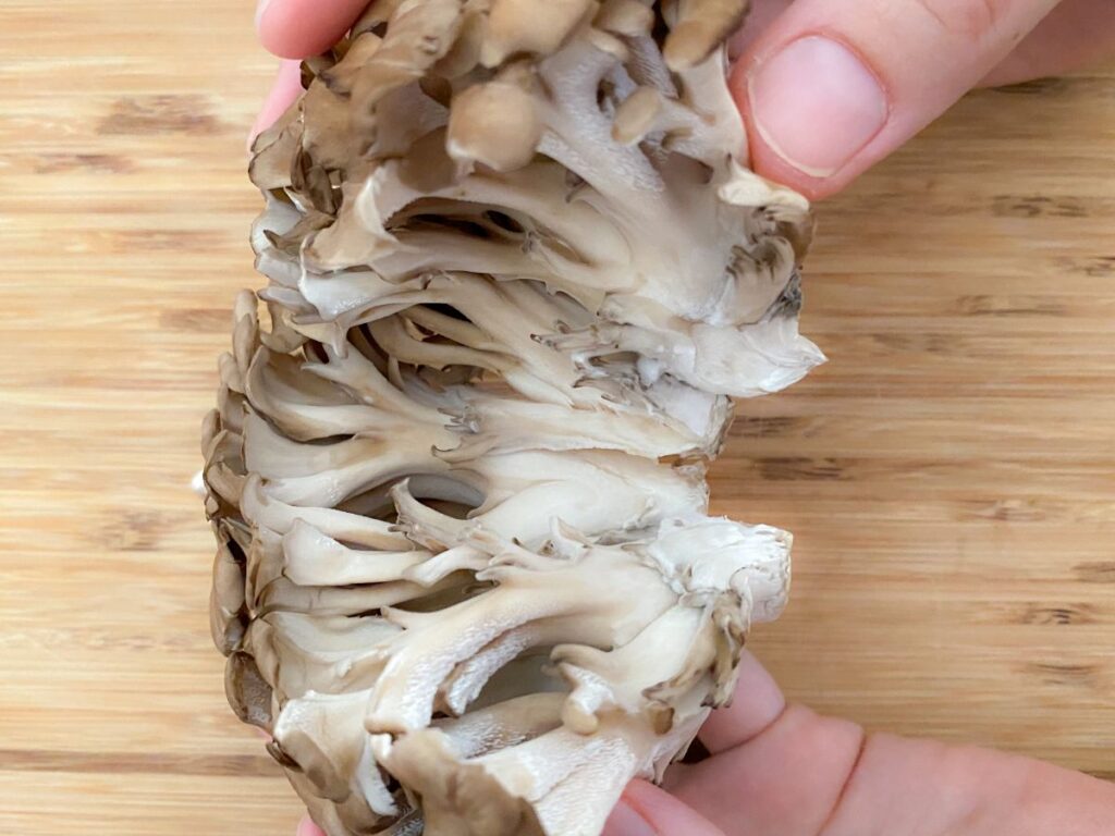 原木舞茸, 素朴で力強い風味, 肉厚で歯応えのある食感は, 噛むほどに広がる旨みを感じさせ, 石づき部分にはほんのりとした, 甘みが感じられます。,店内が秋の香りで満たされます。, Wild Maitake Mushrooms, With their rustic and robustflavor, these thick, meaty mushrooms offer a