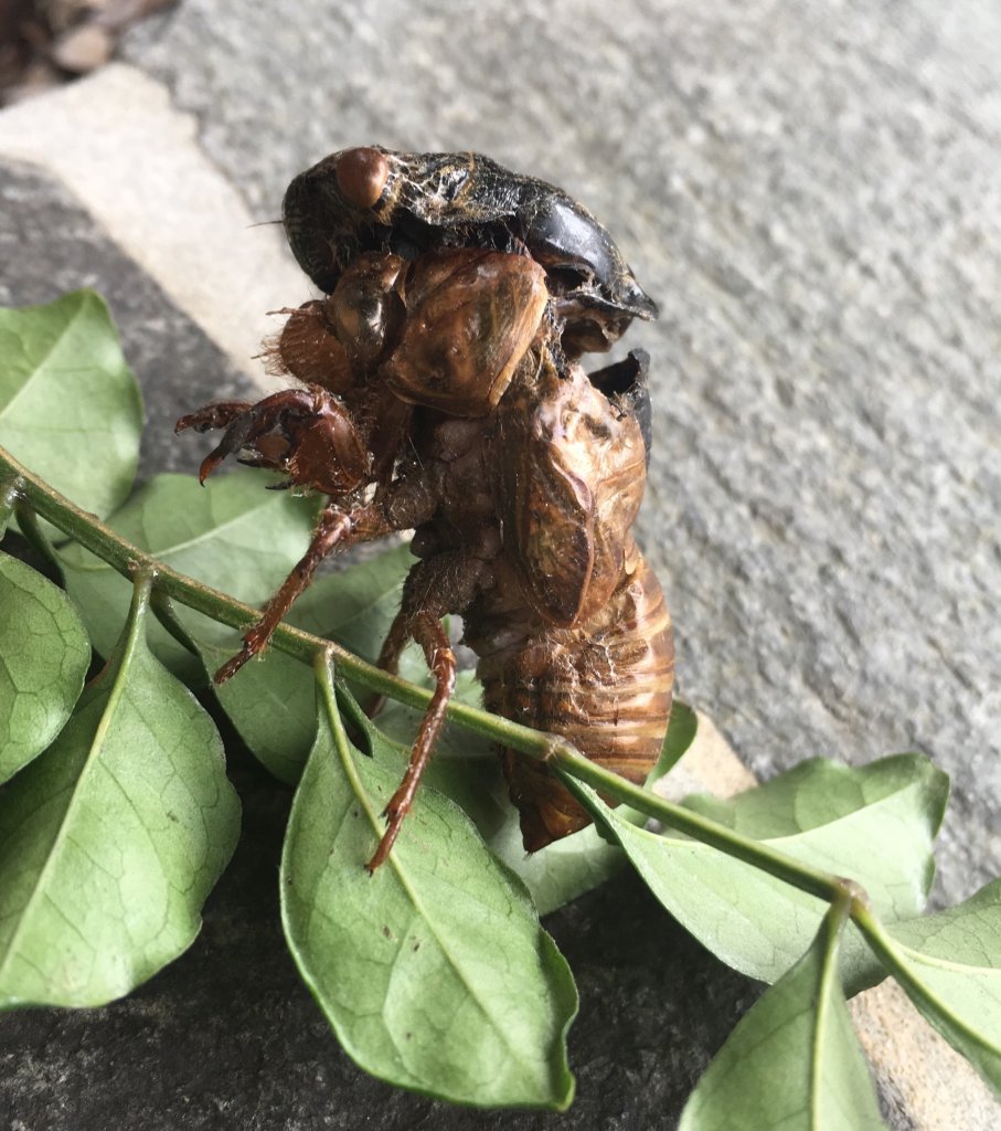 半透明の美しい翅、神秘の世界 奈良でセミの羽化奈良新聞デジタル