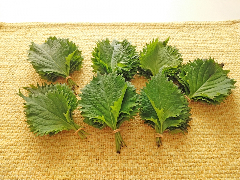 大葉 シソ は植えてはいけないの？失敗しない育て方と収穫方法🍀GreenSnap グリーンスナップ