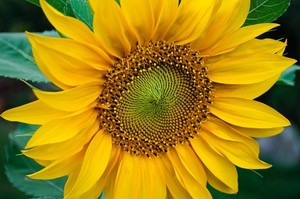 イタリアンパセリの育て方栽培方法や収穫のコツ、増やし方植物とあなたをつなぐPlantia