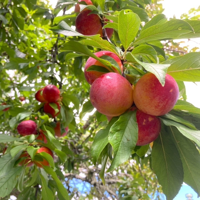 秋の果物特集ふるさと納税サイト まいふる by AEON CARD