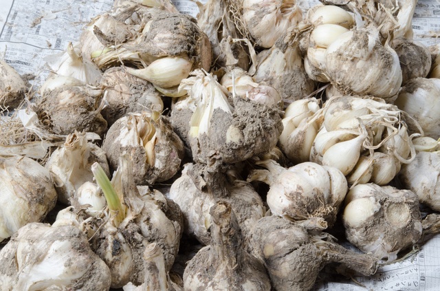 種子用のにんにくが保存中に腐ってしまう。どうしたらいい