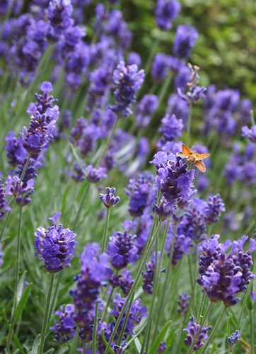 Amazon.co.jp: ラベンダーのショートブレッド135グラムWaitrosex 4- Lavender ShortbreadWaitrose 135gPack of 4: 食品・飲料・お酒