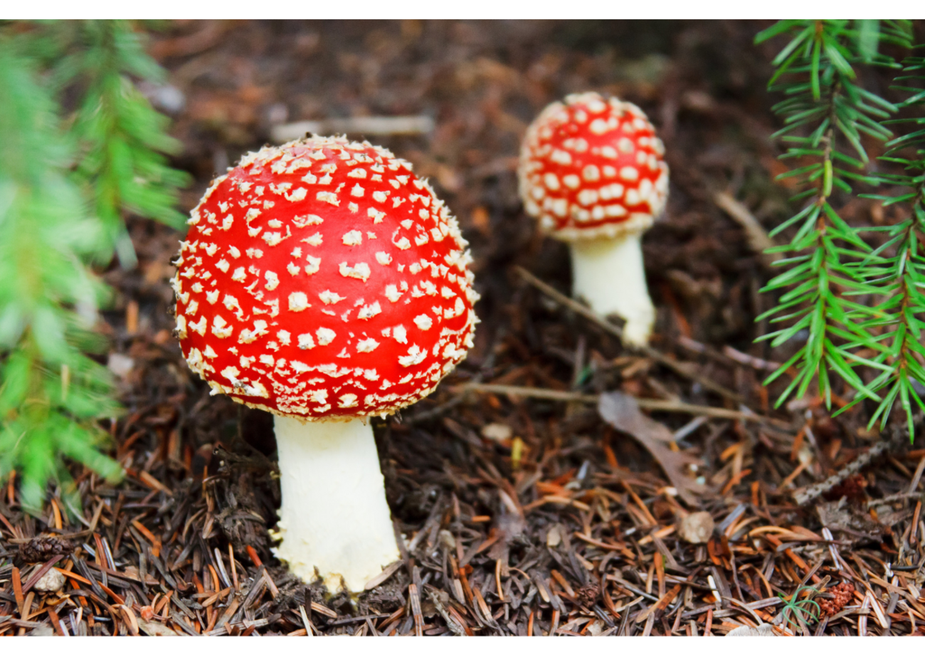 孤立した食用キノコの白いブナとシメジの品種 写真背景 無料ダウンロードのための画像 - Pngtree