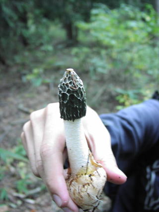 神奈川県の自宅にきのこが生えた話 ツマミタケ、スッポンタケ、シロフクロタケの仲間関東きのこの会