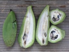 バナナか芭蕉が教えてください。知り合いの人の家のバナナ？の 園芸相談Q＆Aみんなの趣味の園芸