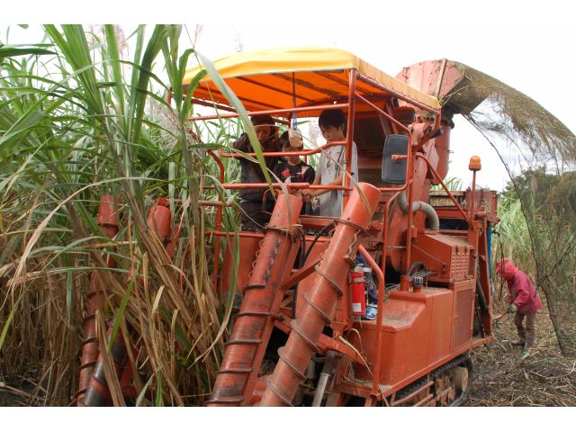 伝統の黒糖づくりとは 機械も農薬も使わないサトウキビ栽培の秘密マイナビ農業