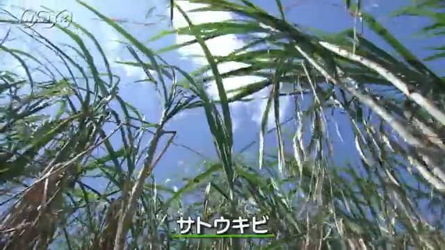 意外と知らない!?沖縄県民の生活を支え続ける「サトウキビ」 – オリオンストーリ