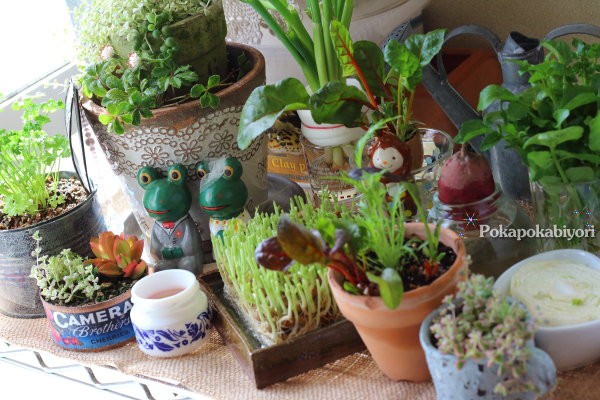 捨てちゃう前に！水につけると再生する野菜『リボベジ』生活のススメキナリノ