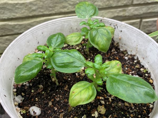 バジルは摘心して収穫量アップ！やり方を分かりやすく解説＆実演│かっちゃんの有機栽培ｺｰｻﾞ補講