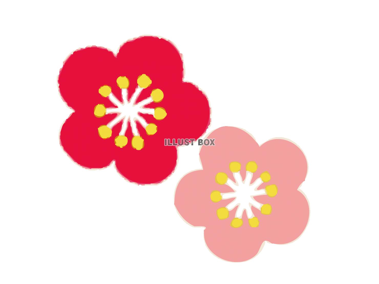 開いた梅の花とつぼみの無料イラスト手書き風 – かわいいフリー素材屋「いらすと係」