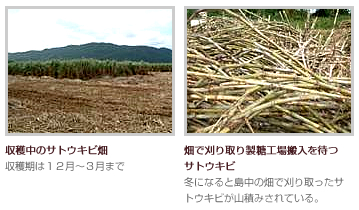 サトウキビの品種選定と品種育成の取り組み～生産者の栽培の工夫と沖縄県農業研究センターの品種育成を事例として～農畜産業振興機構