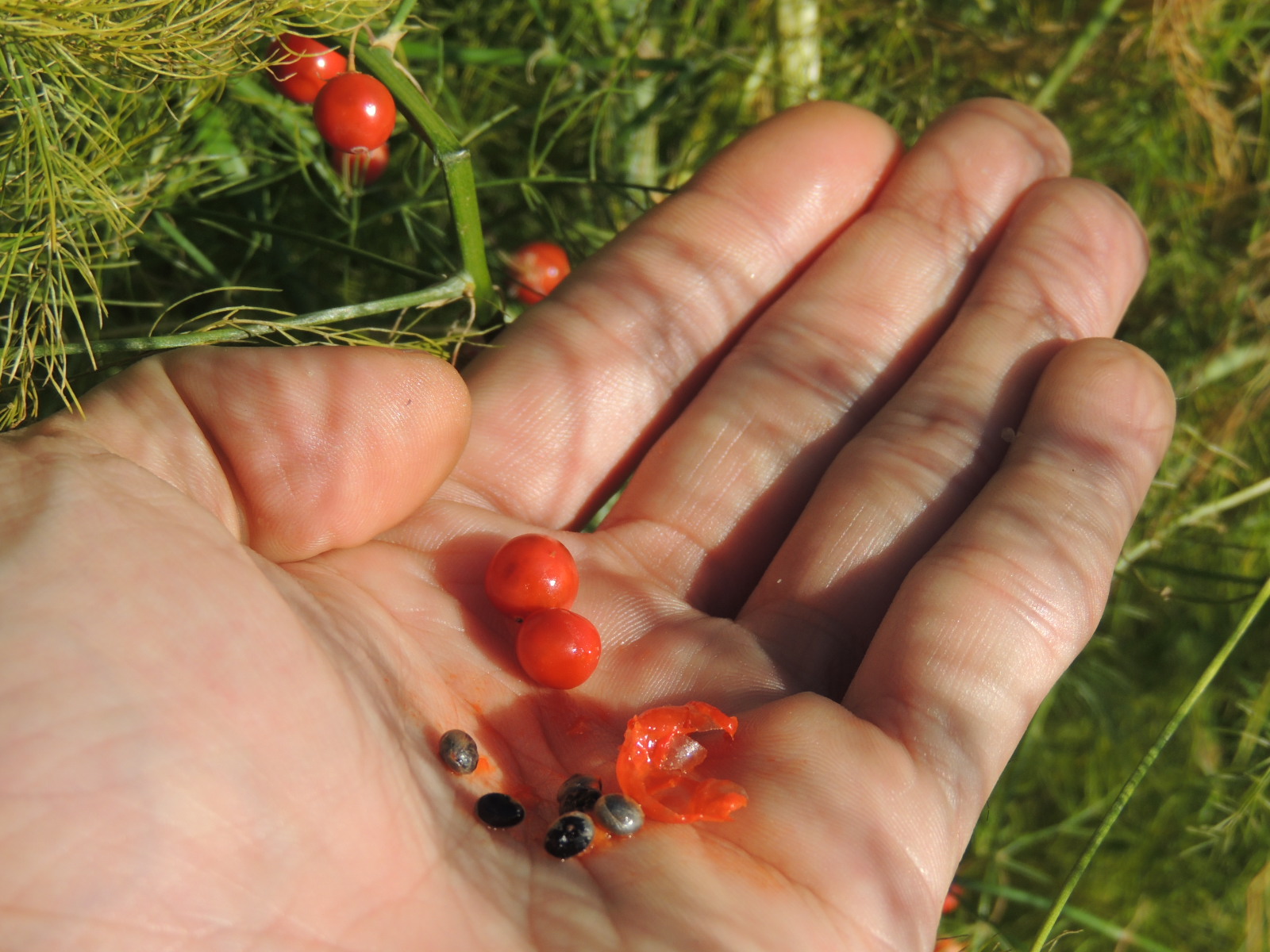 旬のアスパラが美味すぎる ！シャッキシャキの食感がやみつきになる簡単レシピ - ぐるなび みんなのごはん