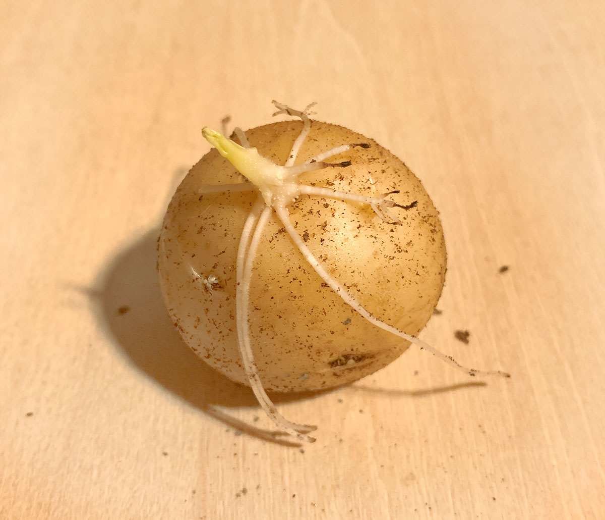 芽が出たじゃがいもは捨てるべき？どうしたら食べられる？デリッシュキッチン