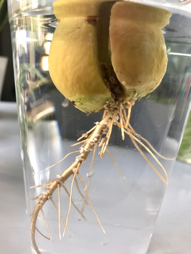 醜い腐ったアボカドの実の写真。種と中身が見えます。白い背景で隔離。の写真素材・画像素材 Image 119492878