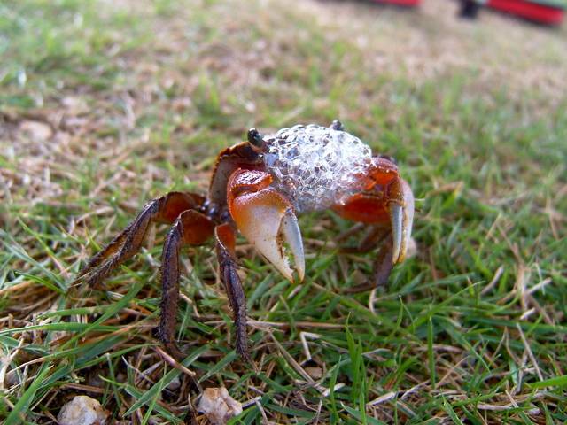 泡を吹くカニ 写真素材1921927- フォトライブラリ