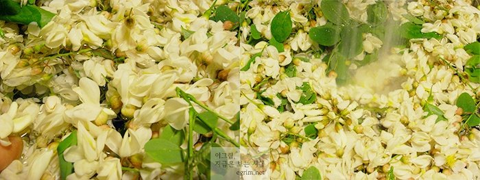 大平庵の親父のブログ:アカシアの花・天ぷらで