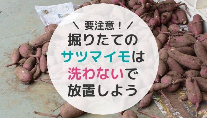 さつまいもは熟成して甘くなる！簡単なさつまいもの熟成方法を解説おいも美腸研究所