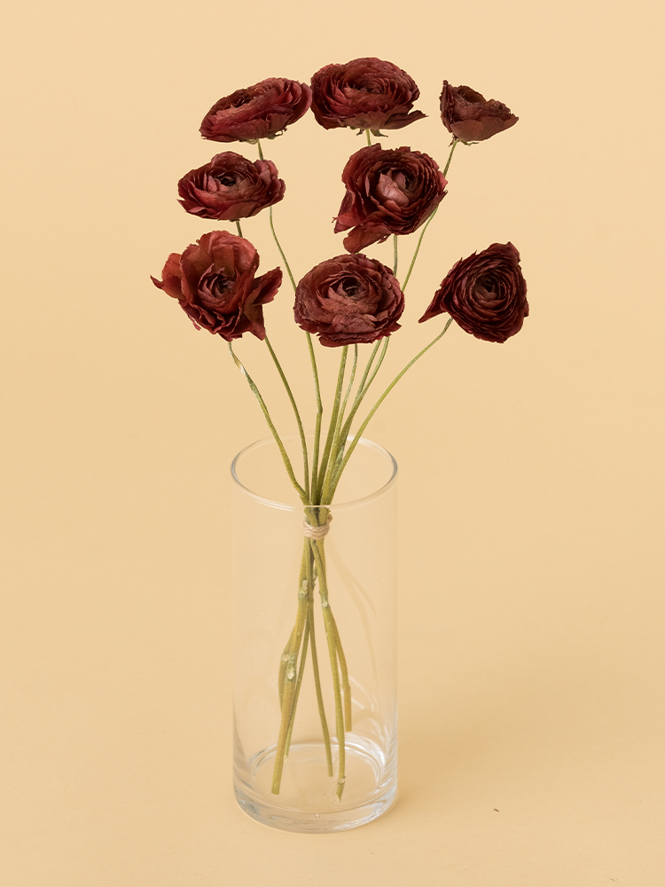 植えっぱなし３年目のラナンキュラス「綾リッチ」が開花！ - ズボラな週末ガーデニング