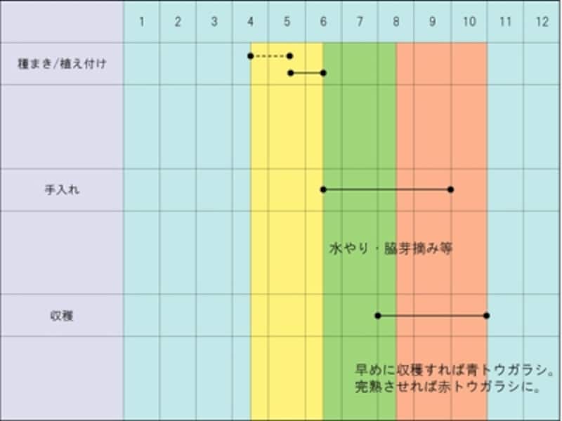 家庭菜園トウガラシの育て方栽培のコツや収穫のポイント植物とあなたをつなぐPlantia